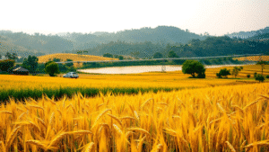 PM Modi Agriculture Schemes 2025